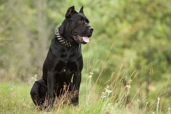 černý pes - cane corso mastiff - stock snímky, obrázky a fotky