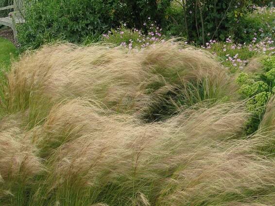 Stipa tenuissima " Pony Tails " - kavyl Zahradnictví Krulichovi - zahradnictví, květinářství, trvalky, skalničky, bylinky