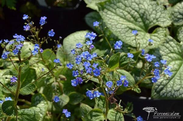 Brunnera macrophylla 'Sea Heart' | Perennicullum