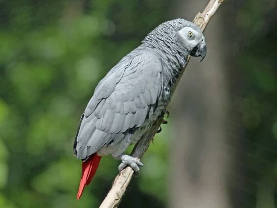 オウム目