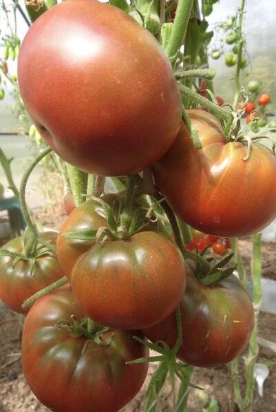 Tomato Chernomorets: recenze, fotografie, výnos