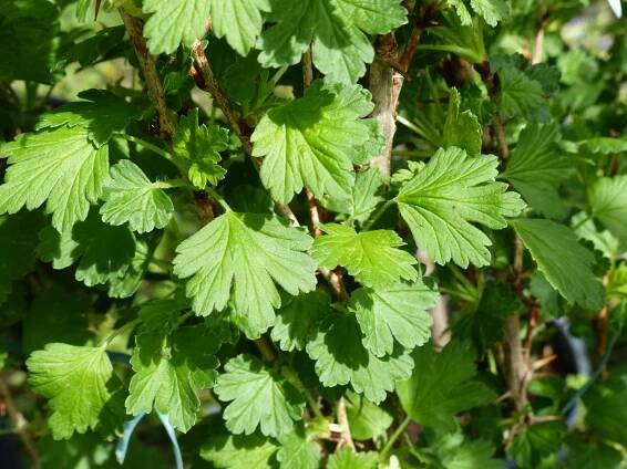 Ribes uva-crispa L. - Portale della Flora d'Italia / Portal to the Flora of Italy