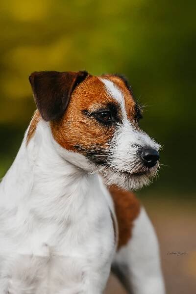 Des’ree od Hadího potoka – Jack Russell teriér od Hadího potoka