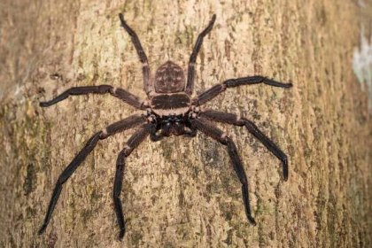Pavouk velký myslivec na stromě Madagaskar — Stock fotografie