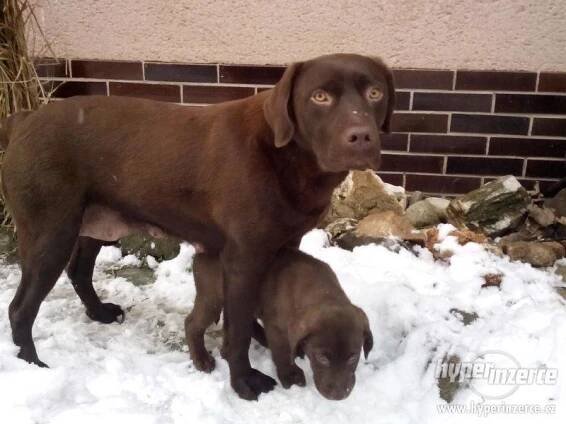 Labradorský retrívr - štěňata hnědá bez PP - foto 2