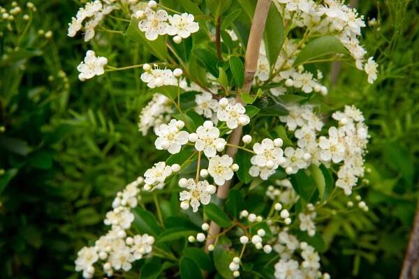 Hlohyně šarlatová 'Orange Glow' - Pyracantha coccinea 'Orange Glow'