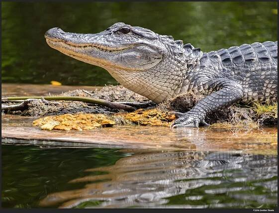 gator3.jpg