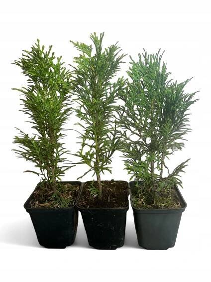 TUJA THUJA SMARAGD VÝŠKA 25-30 cm SAZENICE V KVĚTINÁČÍCH P9