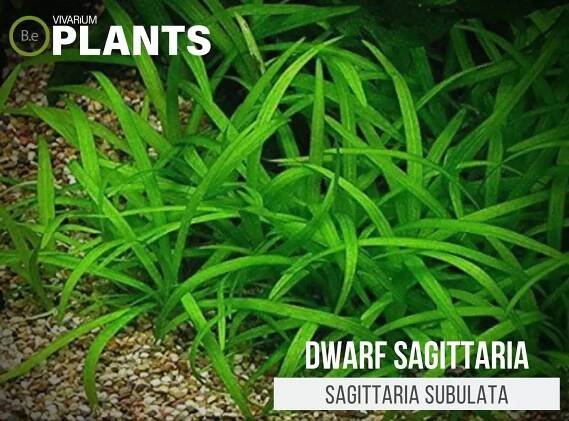 Dwarf Sagittaria (Sagittaria Subulata)