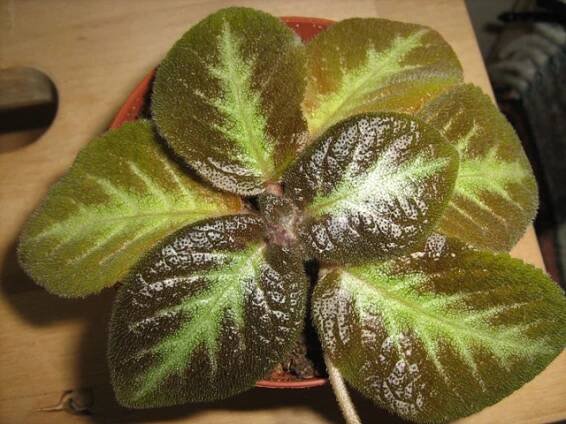 gesneriaceae, podpětovité, saintpaulia, STREPTOCARPUS | pěstování a množení