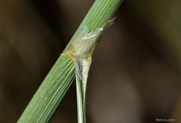 Kavyl vláskovitý (Stipa capillata)