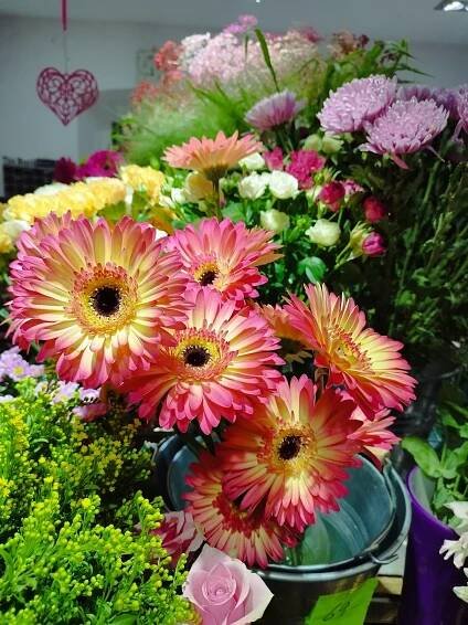 Gerbera 