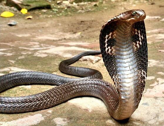 Two-Year-Old Boy Bites and Kills Cobra in India - GreekReporter.com