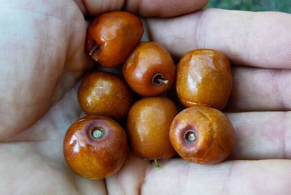 Ziziphus jujuba