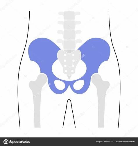 Anatomie lidské pánve.