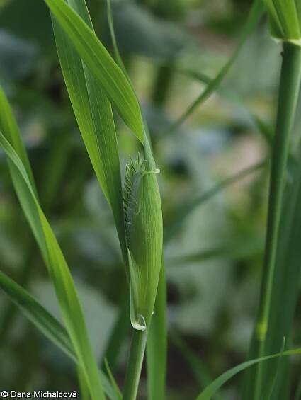 Phalaris canariensis – chrastice kanárská