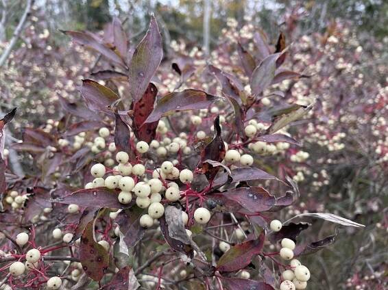 Native Fruit- and Nut-Bearing Plants for Birds and Mammals – Natural Themes Native Plant Nursery & Ecological Services