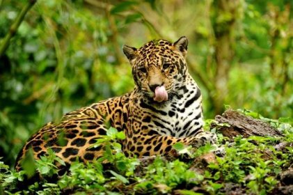september jaguar south american