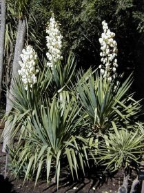 Soubor:Yucca recurvifolia HRM1.jpg – Wikipedie