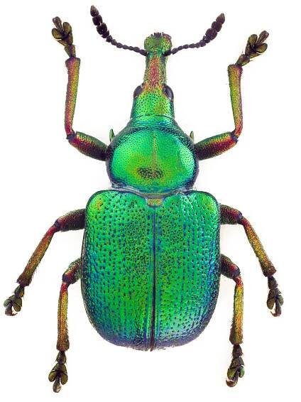 Curculionoidea