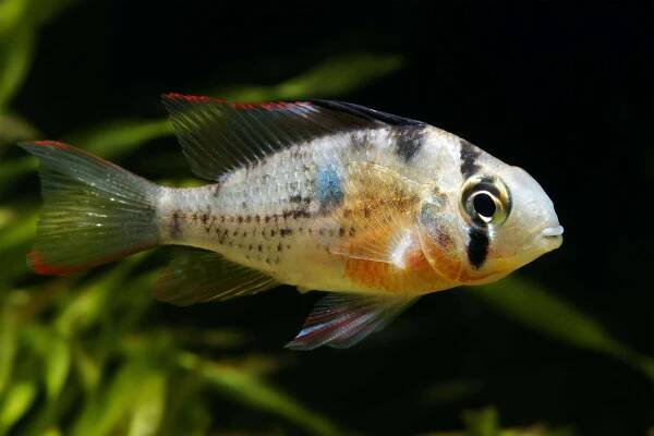 Bolivian Ram: Is This Peaceful Cichlid Perfect For Your Aquarium?