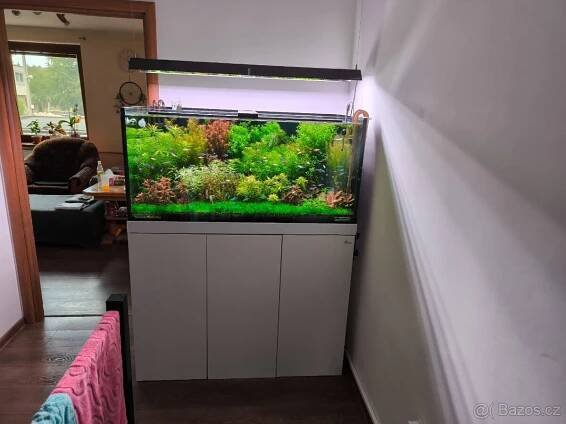 Akvarijní ryby