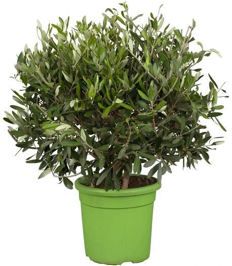 Olivovník evropský (Olea europaea) keř, 50-55 cm, pr. kv. cca 20 cm nakoupit u OBI