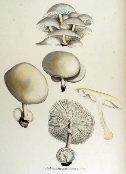 Soubor:Agaricus mucidus — Flora Batava — Volume v15.jpg – Wikipedie