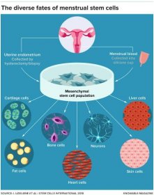 Menstrual stem cell fates