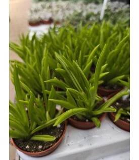 Senecio barbetonicus