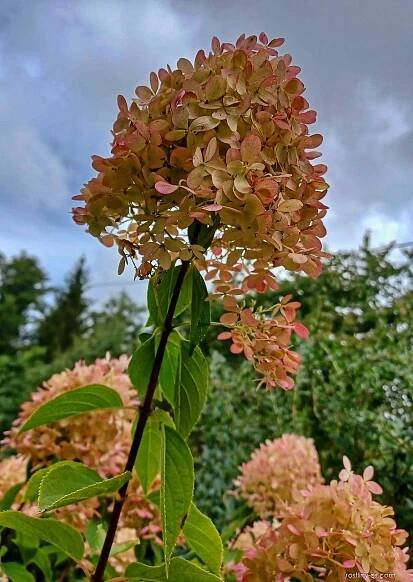 Hortenzie latnatá (Hydrangea paniculata)