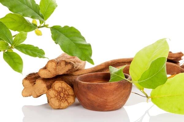 O tajích šamanských léčení a „liáně mrtvých“ ayahuasce jako další možné naději pro diabetiky
