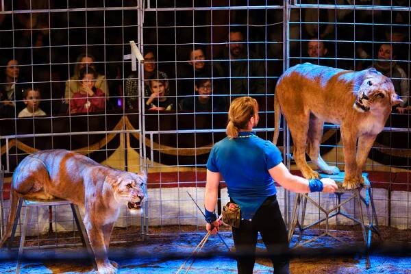 Jubilejní sezóna a nezapomenutelná show. Cirkus Humberto přijíždí do Brna