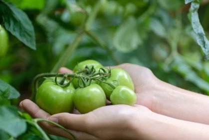 Co se zelenými rajčaty: Mohou dozrát i po sklizni, pokud je uložíte k jablkům