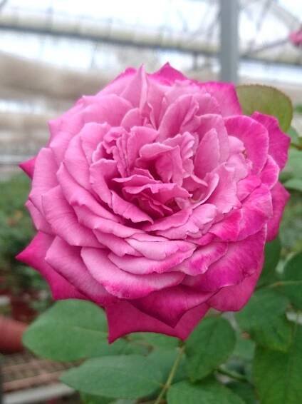 ‘Claude Brasseur’ Rose