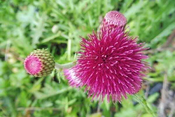 Cirsium rivulare " Atropurpureum " - pcháč potoční Zahradnictví Krulichovi - zahradnictví, květinářství, trvalky, skalničky