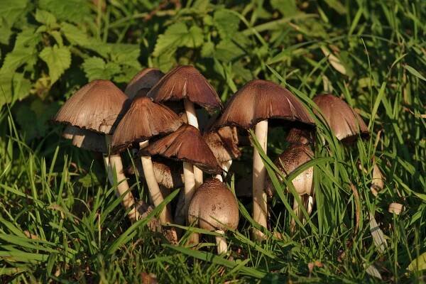 Pilz, der nicht identifiziert werden konnte