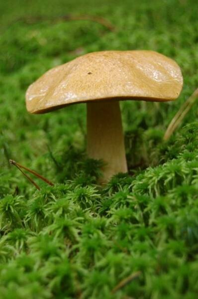 Suillus variegatus - klouzek strakoš