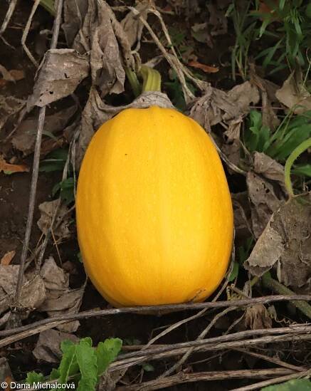 Cucurbita pepo – tykev obecná, dýně obecná • Pladias: Databáze české flóry a vegetace