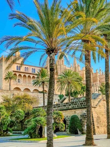 palm trees in the foreground and an yellow-stone palace at the background, the Royal Palace of La Almudaina in Palma de Mallorca