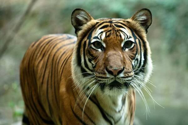 Blog — The Call to Conserve