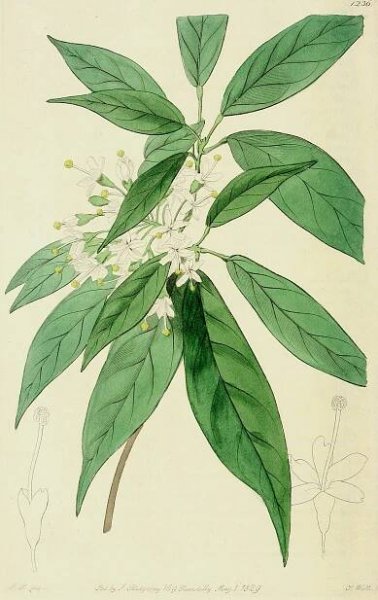Angiosperm families - links to images 