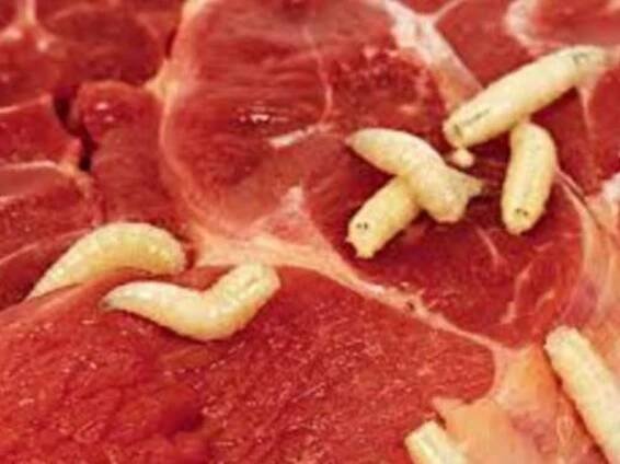 Does Coca-Cola Coax Worms Out of Pork?