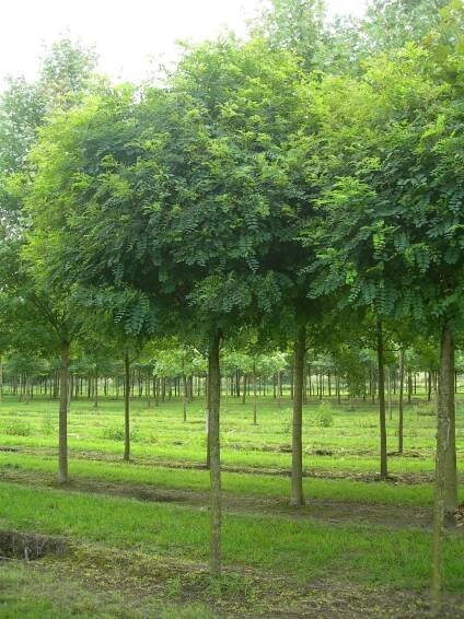 Robinia pseudoacacia 'Umbraculifera'