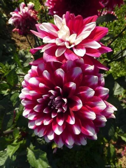 Jiřina - Dahlia Karma Yin-Yang
