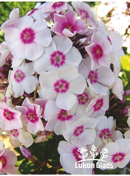 Phlox paniculata EUROPA - plamenka latnatá, flox