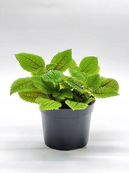 Pilea mollis Moon Valley ozdobná pokojová rostlina květináč 12 cm KRÁSNÁ Výrobce žádná značka