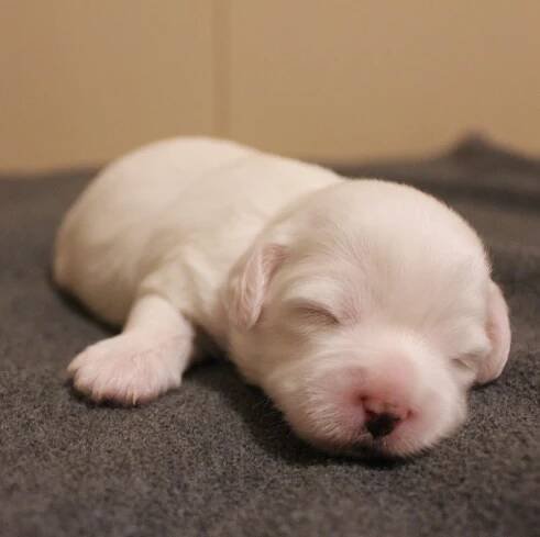 Coton de Tulear – Ruth’s