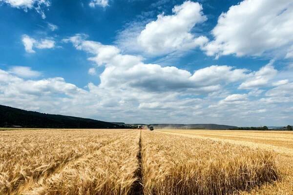 bezplatná Základová fotografie zdarma na téma bohatý, bujný, čas sklizně Základová fotografie