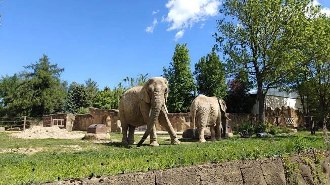 ZOO ve Dvoře Králové nadchne malé i velké návštěvníky - Médium.cz
